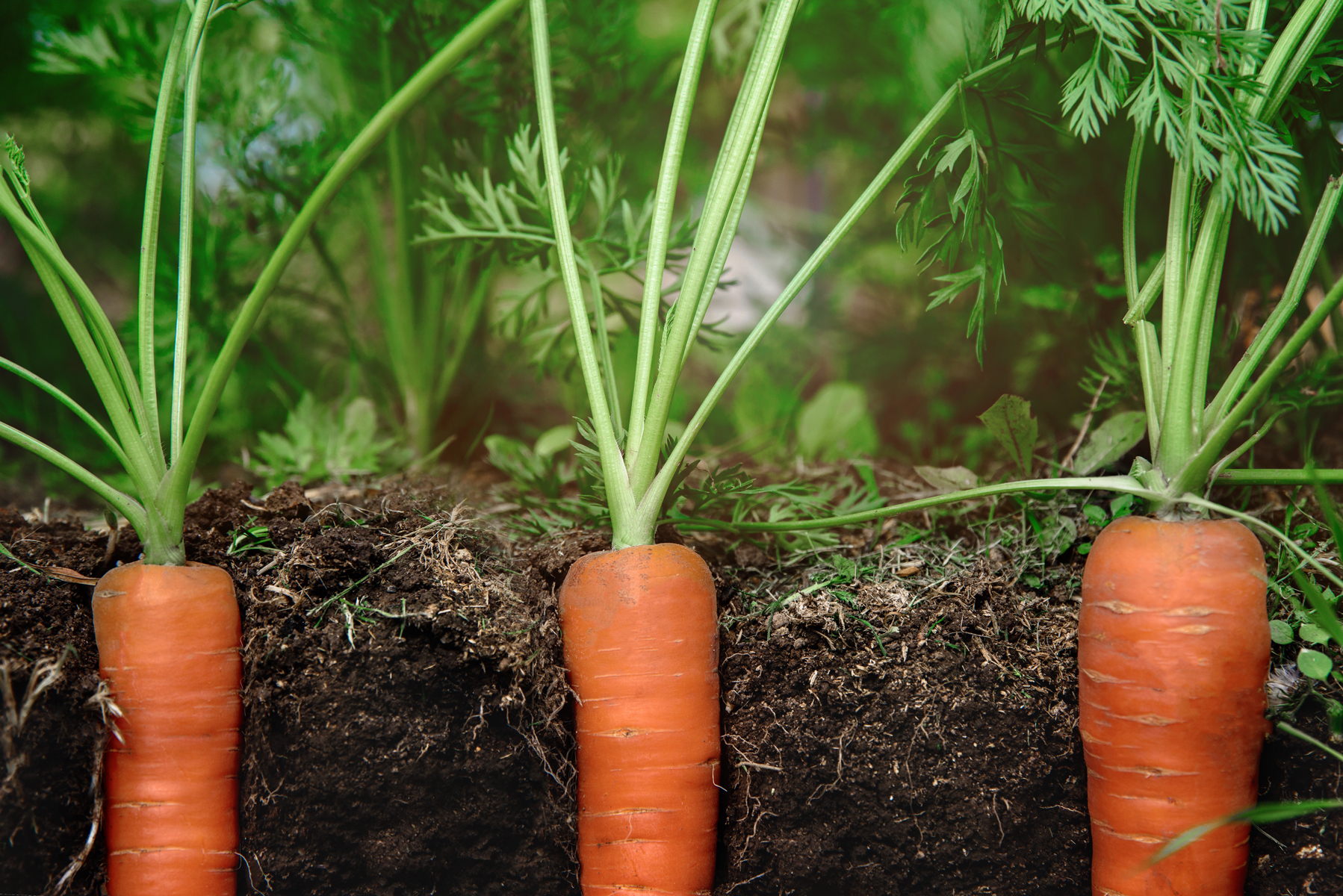 Carrot Crops